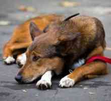 Insuficienței cardiace la câini - simptome și tratament