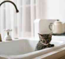 Șampon pentru pisici