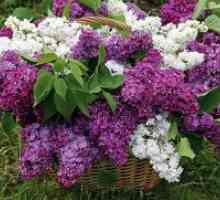 Lilac - proprietăți medicinale