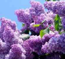 Lilac - plantare și îngrijire