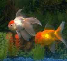 Câte acvariu Goldfish live?