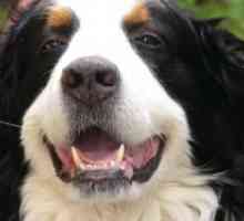 Cât de mulți dinți într-un câine?