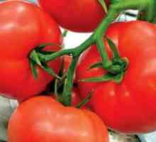 La începutul maturare soiuri de tomate pentru sere