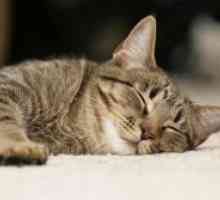 Pastile de dormit pentru pisici