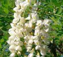 Sophora japonica - proprietăți medicinale și contraindicații