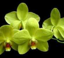 Soiuri de orhidee