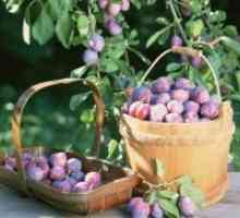Soiuri de prune