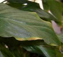 Spathiphyllum - sfaturi de frunze uscate