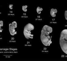 Stadiul embrionar uman de dezvoltare