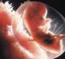 Etape de dezvoltare a embrionilor