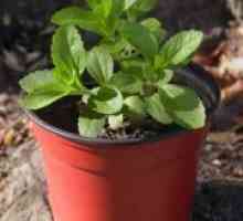 Stevia - în creștere de la semințe de la domiciliu