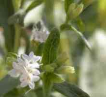 Stevia - în creștere
