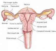 Structura uterului