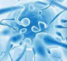 Structura spermatozoidului