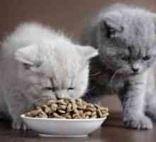 Hrana uscată pentru pisici sterilizate