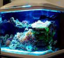 Lămpi cu LED-uri pentru acvarii