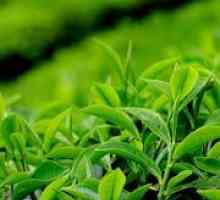 Proprietățile de ceai verde