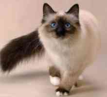 Pisica Thai - descriere rasa, caracter