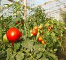 Soiuri de tomate cu efect de seră