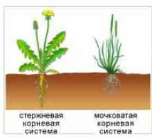 Tipuri de sisteme de rădăcină