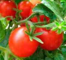 Afidele pe tomate