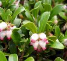 Bearberry - proprietăți medicinale