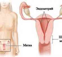 Grosimea endometrului în timpul sarcinii