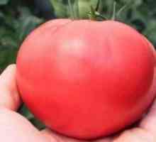 Tomate "f1 Rosemary"