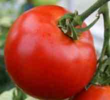 Tomate pentru sere din policarbonat