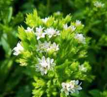 Stevia plante medicinale