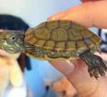 În broaște țestoase moi-decojite - ce să fac?