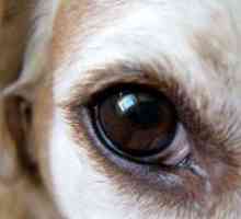 Ochii câinelui supurează