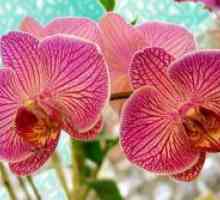 Grija pentru orhidee de iarnă