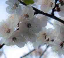 Îngrijire de primăvară cireșe