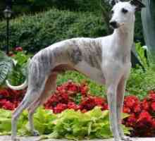 Whippet - caracter