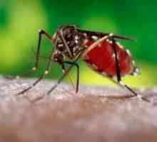 Mușcături de țânțari un copil