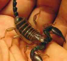Muscatura unui scorpion