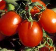 Soiuri de tomate Ultrarannie