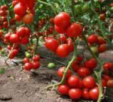 Cedând soiuri de tomate pentru câmp deschis