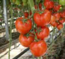 Cedând soiuri de tomate