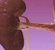 Cu ultrasunete a arterelor renale