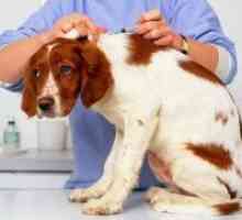 Vaccinuri pentru câini
