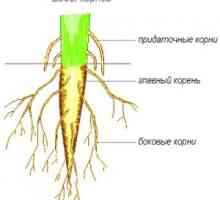 Tipuri de rădăcini și tipuri de sisteme de rădăcină