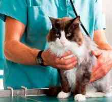 Pisici peritonită virale
