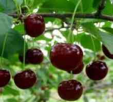 Cherry „Kharitonovs“ - descrierea soiului