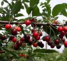 Cherry „Morozovka“ - descrierea soiului