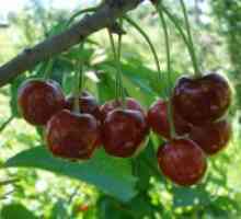 Cherry - proprietăți utile