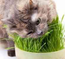 Vitamine pentru pisici de la căderea părului