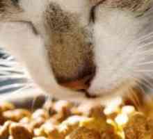 Vitamine pentru pisici