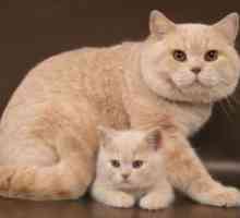 Imperechere pisici din rasa British
